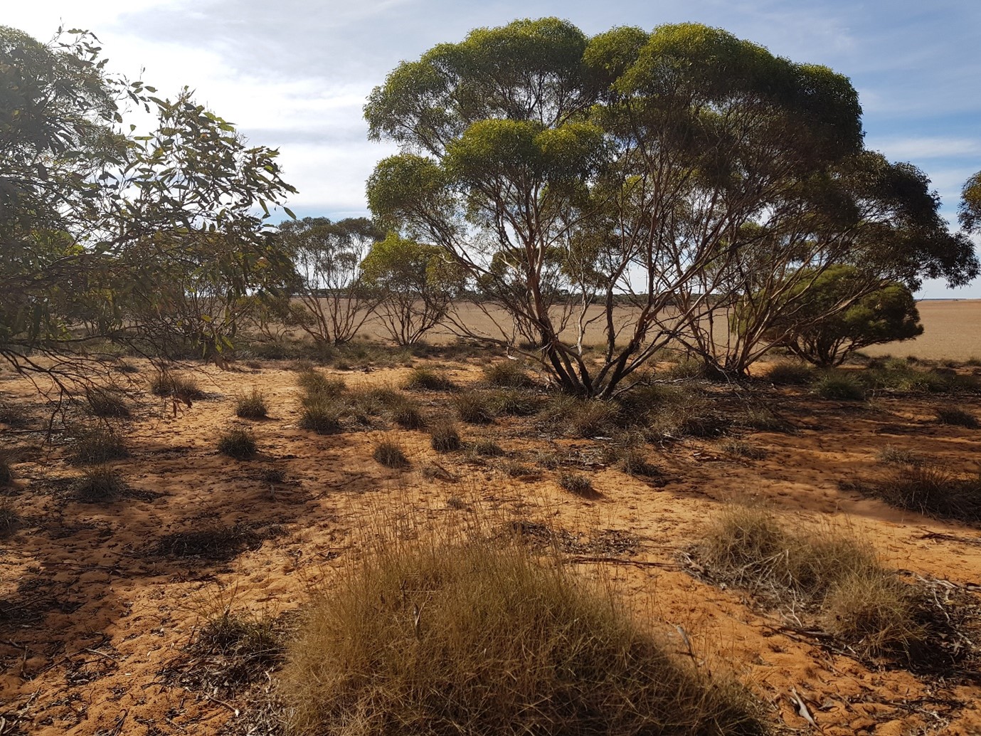 Land and trees near the site.