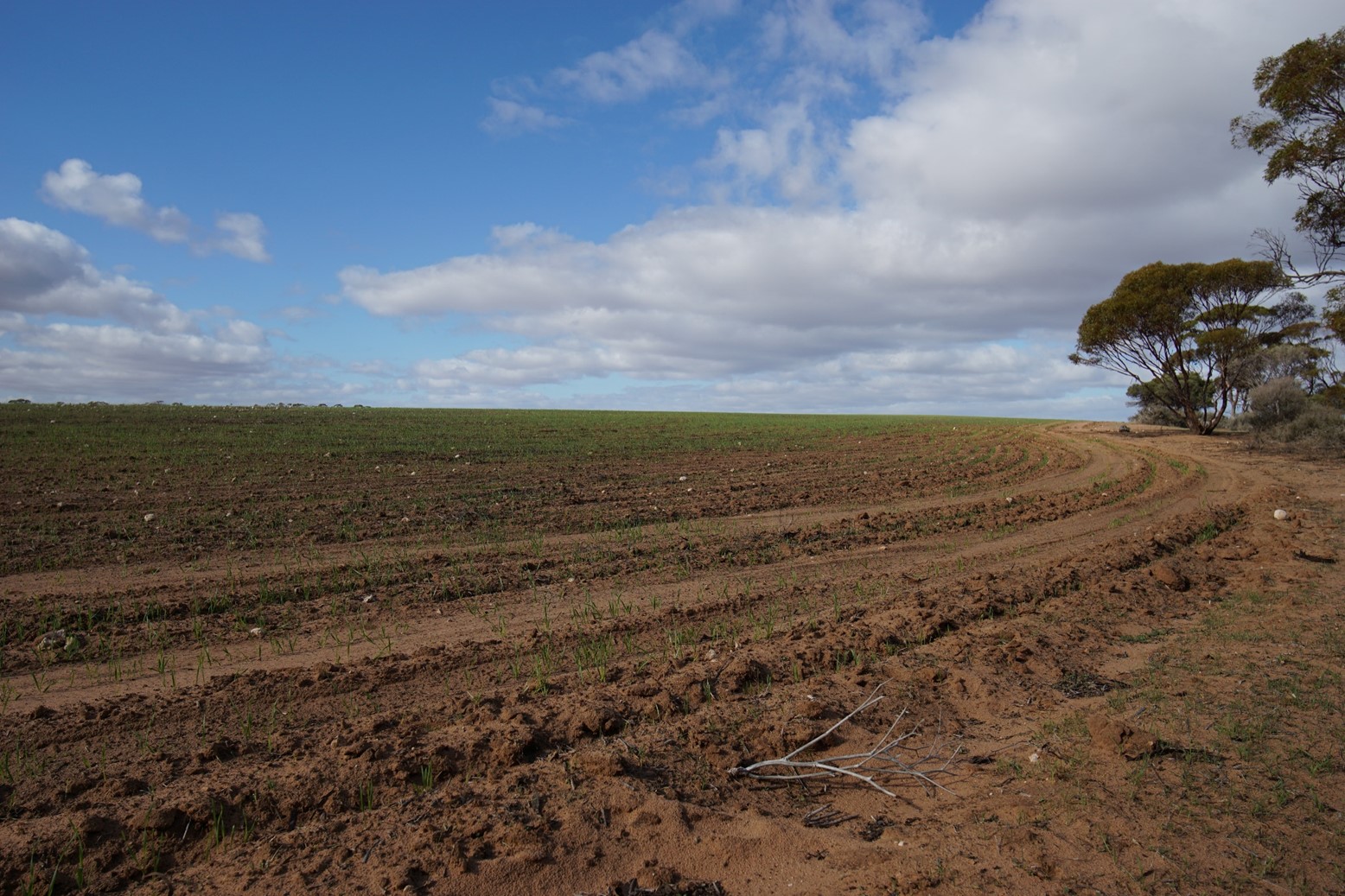 Native vegetation growing on the land.