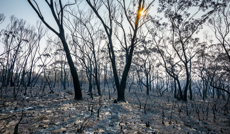 Photo of a burned forest after a bushfire in the Blue Mountains.