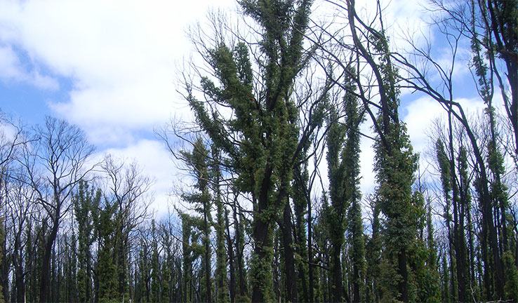 Photo of a recovering forest after a bushfire.