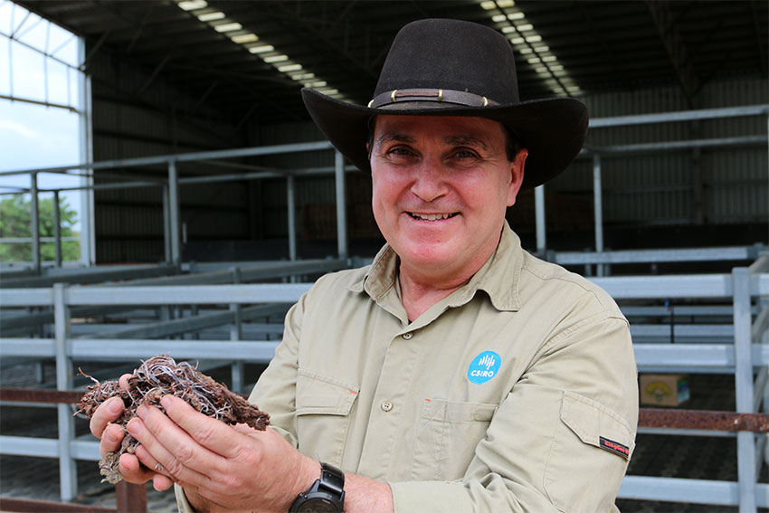 FutureFeed case study image FutureFeed Chief Scientist and CSIRO researcher Dr Rob Kinley holding dried Asparagopsis seaweed.