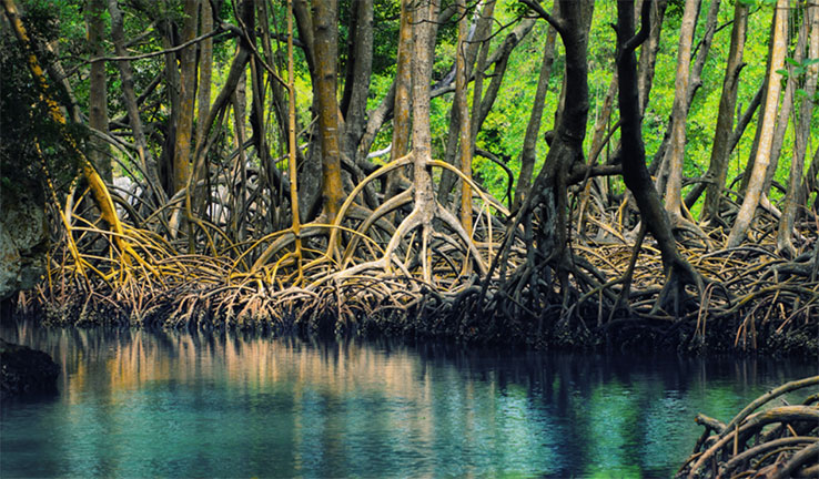 Photo of mangroves in clear water