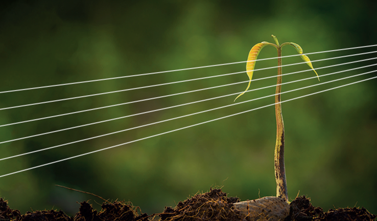 Decorative image of a green new shoot growing, from the cover of the white paper