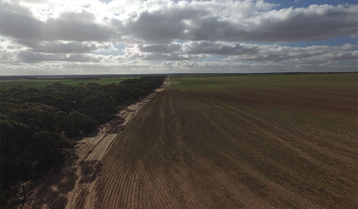 Tree lined edge of Napandee viewed from the air Tree lined edge of Napandee viewed from the air