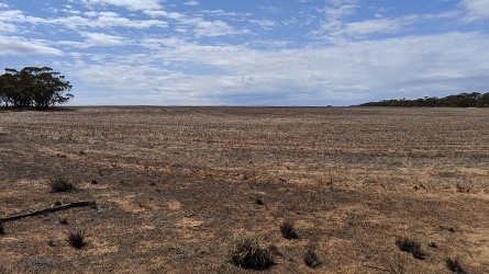 Napandee from SW A bare paddock with trees under a blue sky.