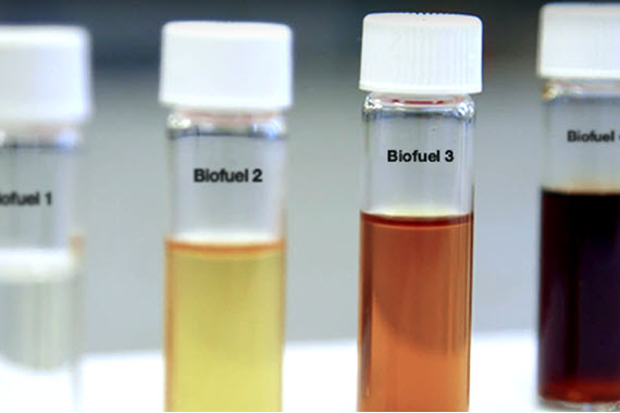 Test tubes of biofuel numbered 1 to 4