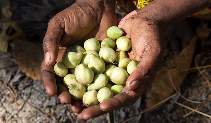 Hands holding Kakadu Plums. Kakadu plums are small and green.
