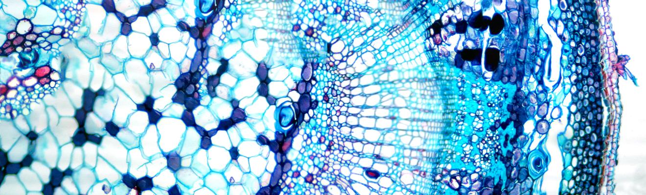 A close-up view of cells coloured blue and purple. 