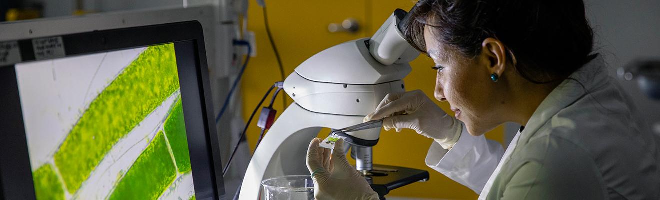 Scientist looking through a microscope at seaweed. 