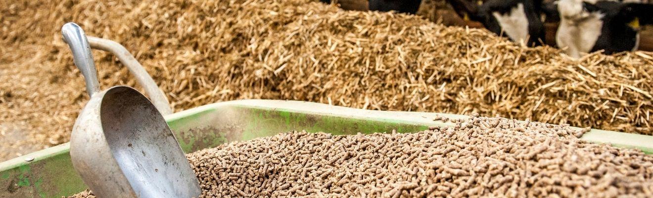 Metal scoop in livestock feed. 