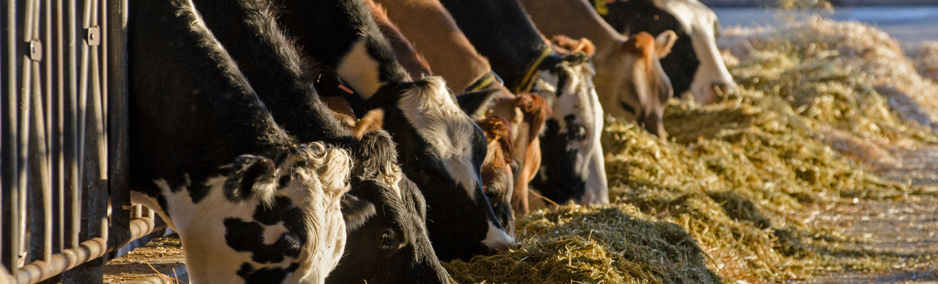 Several cattle eat hay along a feed barrier in a livestock feeding area. Warm sunlight illuminates the animals and feed, with the feed line extending into the distance.