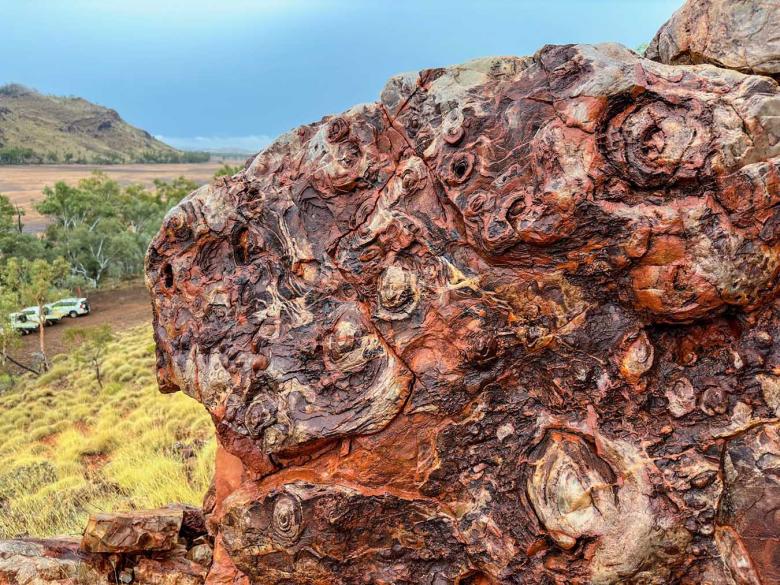 Close-up photo of a stromatolite fossil