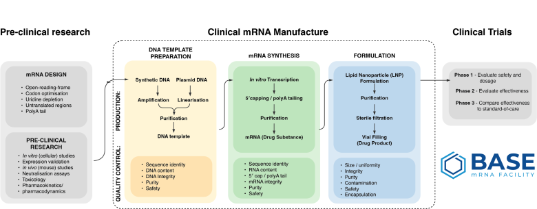 A flow chart detailing the workflow supplied by Base mRNA Facility