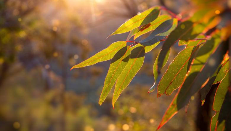 Close-up of green leaves in the bush backlit by the sun