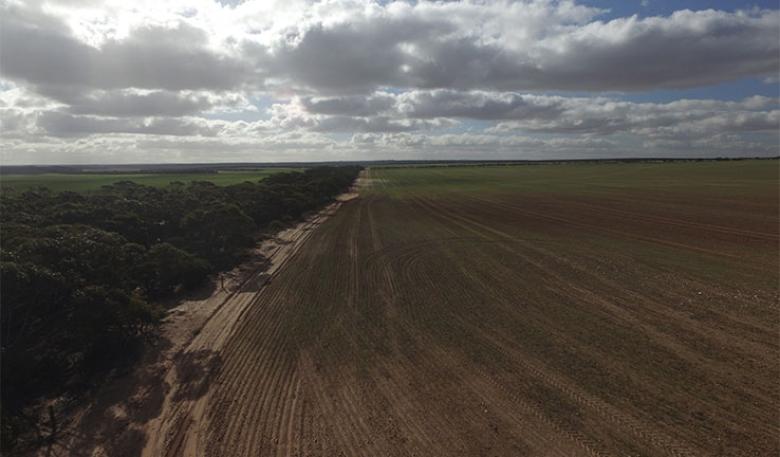 Tree lined edge of Napandee viewed from the air