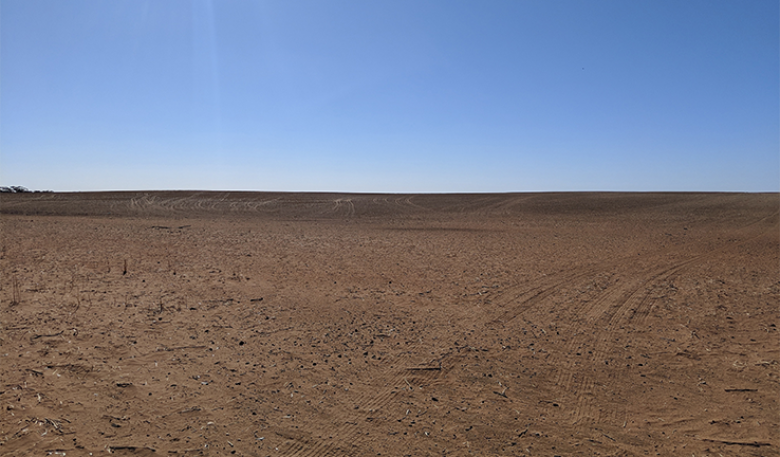 A brown paddock under blue sky.