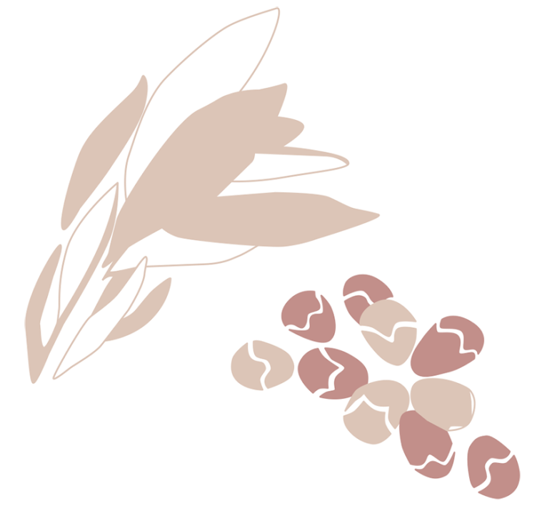 Illustration of seed pods and foliage from the bottlebrush plant.