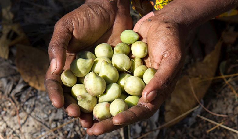 Hands holding Kakadu Plums. Kakadu plums are small and green.