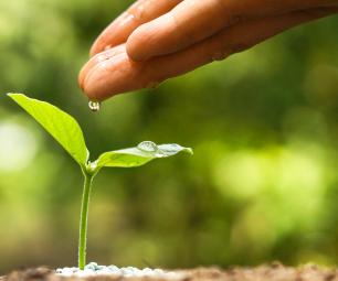 Photo of a hand dripping water onto a small plant seedling