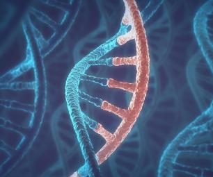 A closeup of a strand of DNA.
