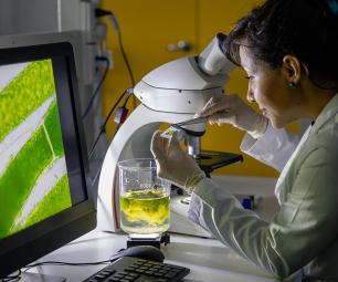 Scientist looking through a microscope at seaweed. 