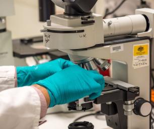Gloved hands adjusting a sample on a laboratory microscope during scientific testing.