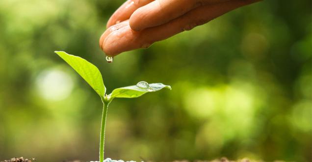Photo of a hand dripping water onto a small plant seedling