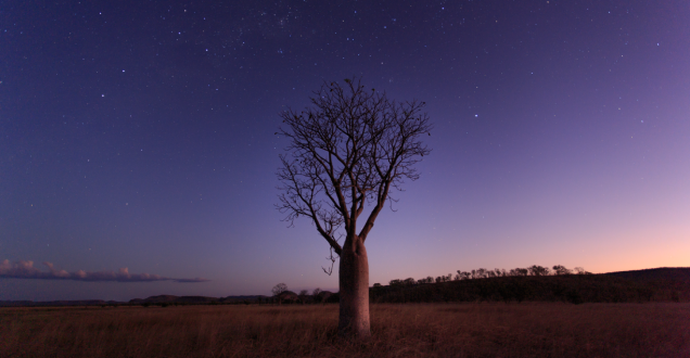 Boab Tree surrounded by the night sky