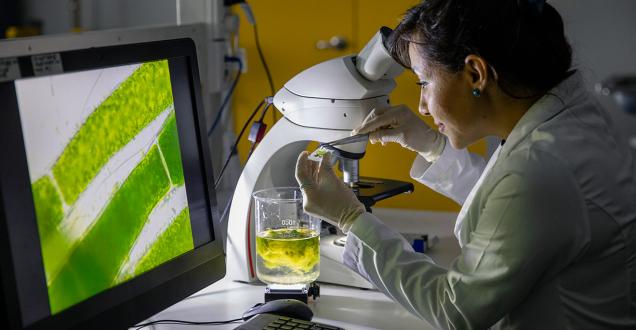 Scientist looking through a microscope at seaweed. 