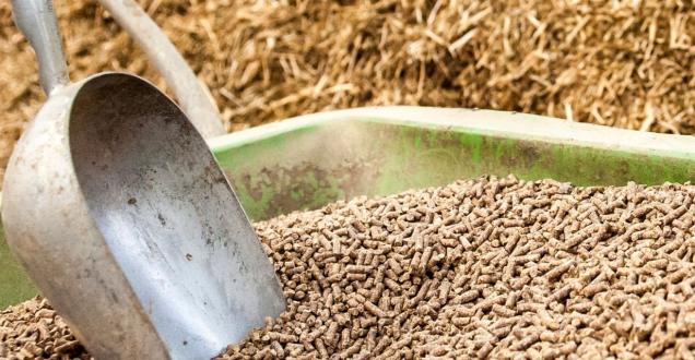 Metal scoop in livestock feed. 