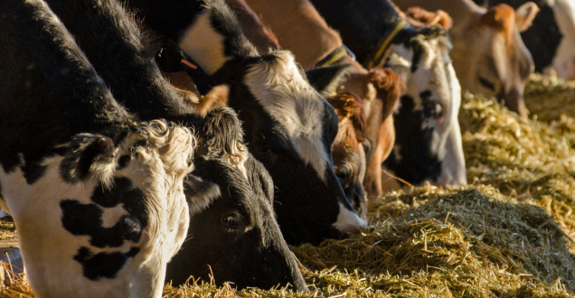 Several cattle eat hay along a feed barrier in a livestock feeding area. Warm sunlight illuminates the animals and feed, with the feed line extending into the distance.