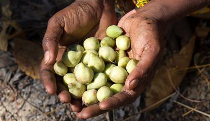 Hands holding Kakadu Plums. Kakadu plums are small and green.