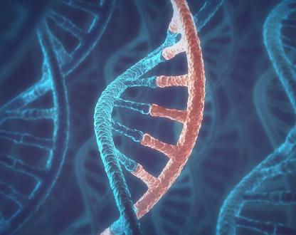 A closeup of a strand of DNA.