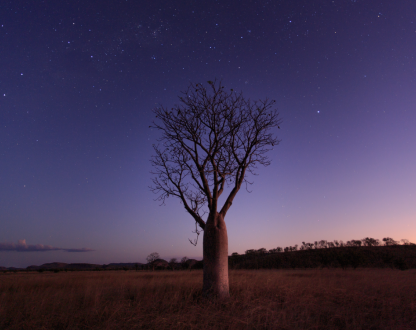 Boab Tree surrounded by the night sky