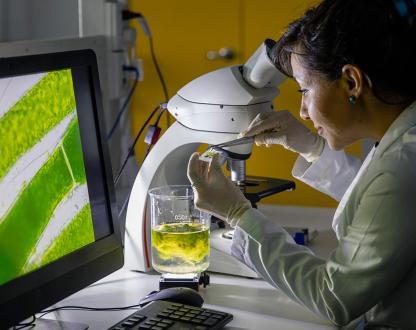 Scientist looking through a microscope at seaweed. 