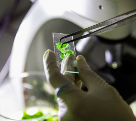 Examining algae in a lab
